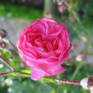 Rozwinięta róża w pełnym kwiatostanie zapiera dech w pułcach.